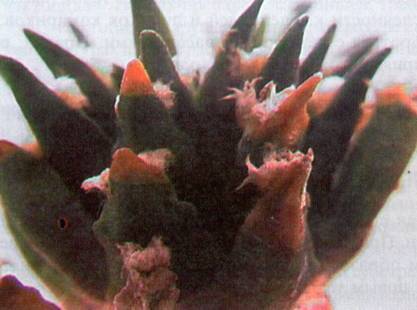 Культура кактусов - _417.jpg