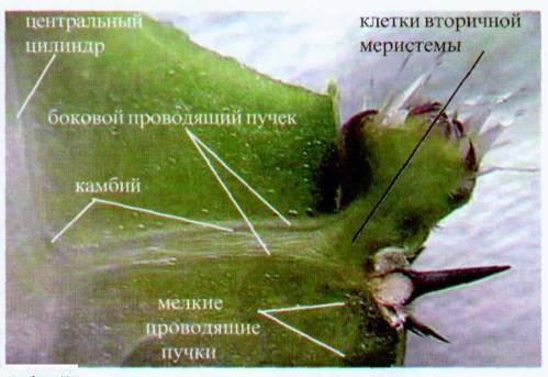 Культура кактусов - _42.jpg