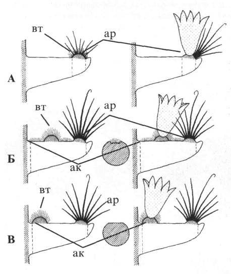 Культура кактусов - _44.jpg