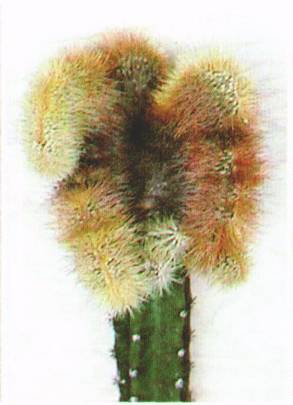 Культура кактусов - _47.jpg