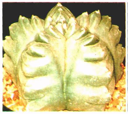 Культура кактусов - _49.jpg