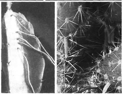 Культура кактусов - _5.jpg