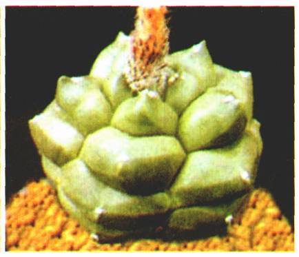 Культура кактусов - _50.jpg