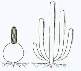 Культура кактусов - _51.jpg