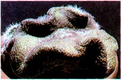 Культура кактусов - _52.jpg