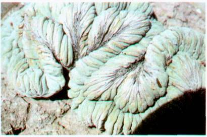 Культура кактусов - _53.jpg