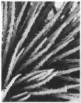 Культура кактусов - _54.jpg