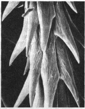 Культура кактусов - _55.jpg