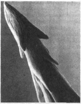 Культура кактусов - _56.jpg