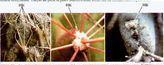 Культура кактусов - _57.jpg