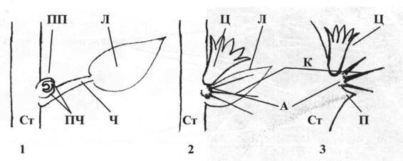 Культура кактусов - _58.jpg