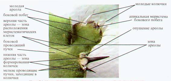 Культура кактусов - _59.jpg