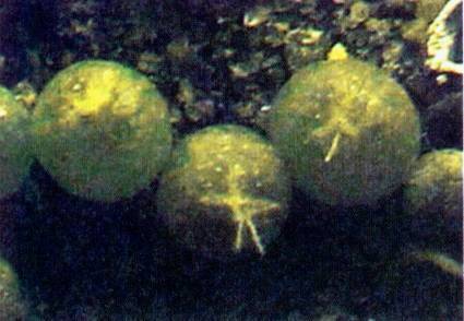 Культура кактусов - _60.jpg