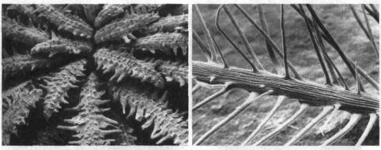 Культура кактусов - _61.jpg