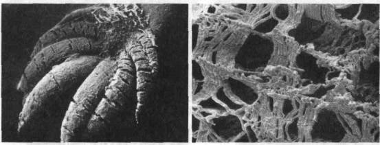 Культура кактусов - _62.jpg