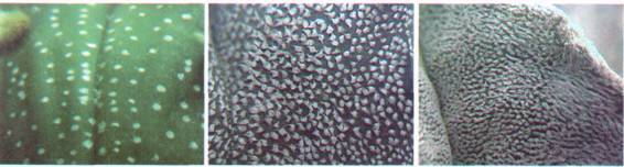 Культура кактусов - _64.jpg