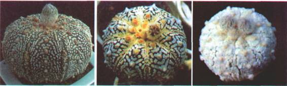 Культура кактусов - _65.jpg