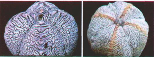 Культура кактусов - _66.jpg