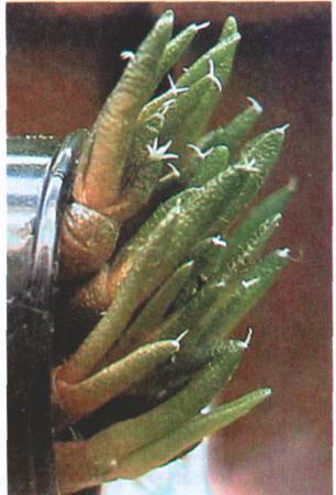 Культура кактусов - _67.jpg