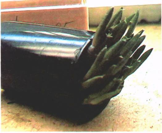 Культура кактусов - _68.jpg