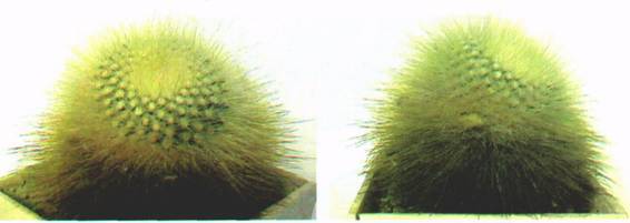 Культура кактусов - _69.jpg