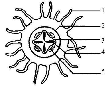 Культура кактусов - _7.jpg