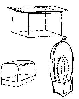 Культура кактусов - _77.jpg