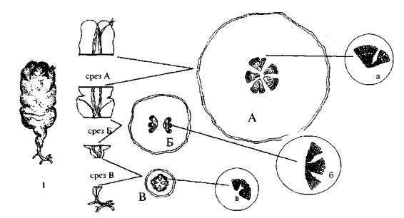 Культура кактусов - _8.jpg