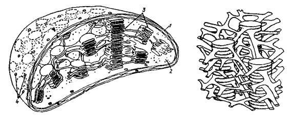 Культура кактусов - _80.jpg
