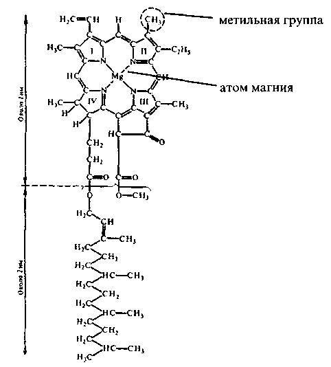 Культура кактусов - _81.jpg