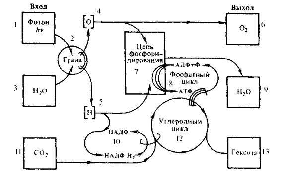 Культура кактусов - _82.jpg