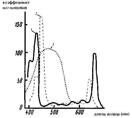 Культура кактусов - _84.jpg