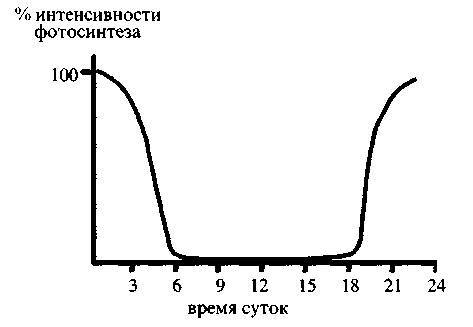 Культура кактусов - _94.jpg