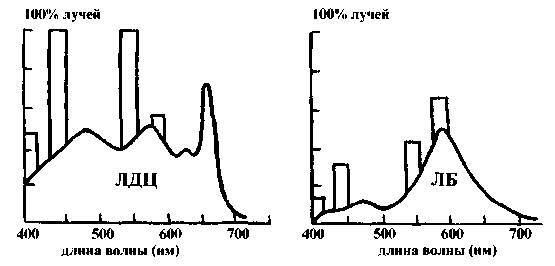 Культура кактусов - _97.jpg