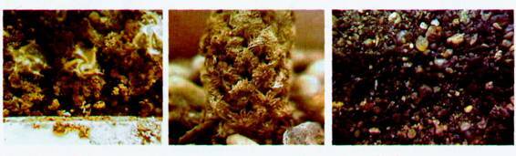 Культура кактусов - _104.jpg