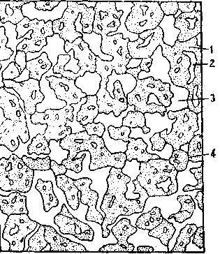 Культура кактусов - _111.jpg