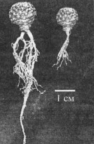 Культура кактусов - _121.jpg