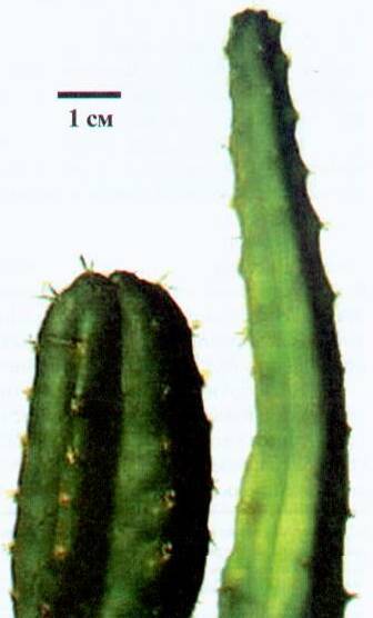 Культура кактусов - _125.jpg