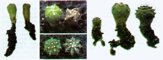 Культура кактусов - _131.jpg