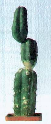 Культура кактусов - _150.jpg