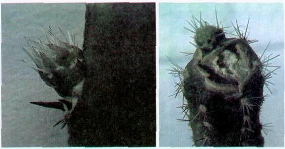 Культура кактусов - _151.jpg