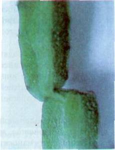 Культура кактусов - _154.jpg