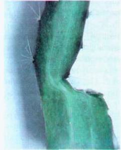 Культура кактусов - _158.jpg