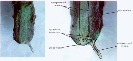 Культура кактусов - _161.jpg