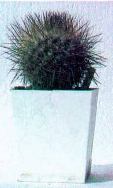 Культура кактусов - _167.jpg