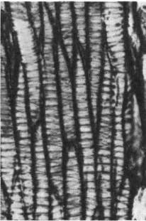 Культура кактусов - _18.jpg