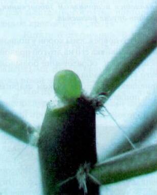 Культура кактусов - _184.jpg