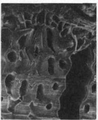 Культура кактусов - _21.jpg