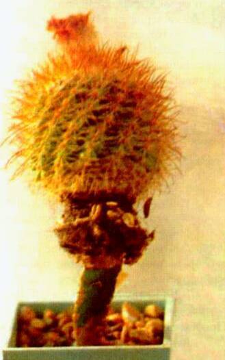 Культура кактусов - _213.jpg