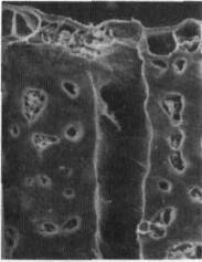 Культура кактусов - _22.jpg